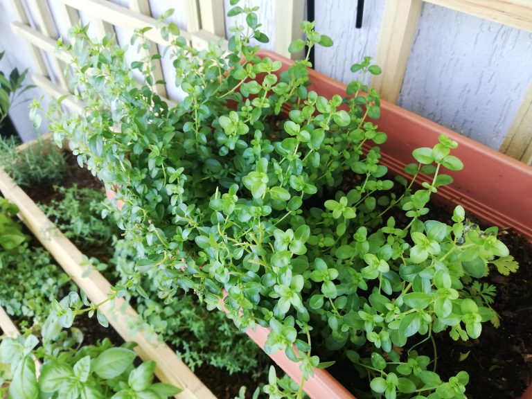 Happy healthy plants